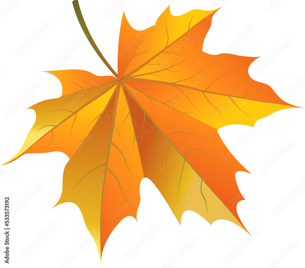 Obraz premium autumn maple leaf