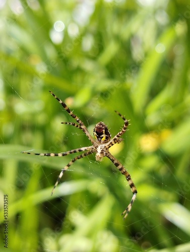 spider on a web © Ramandeep