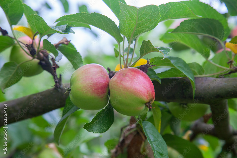 Shiny delicious green apples on a branch ready to be harvested in an apple orchard.. Shiny delicious green apples on a branch ready to be harvested in an apple orchard..
