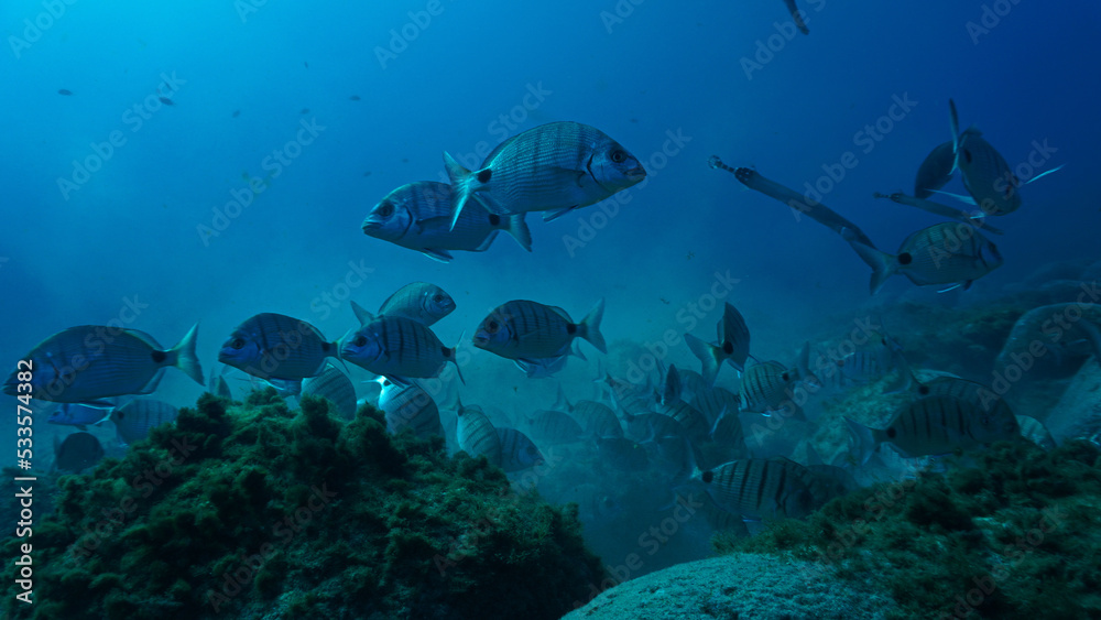 Fototapeta premium Beautiful underwater photo of school of fish - Zebra Sea Bream hunting for food. From a scuba dive.