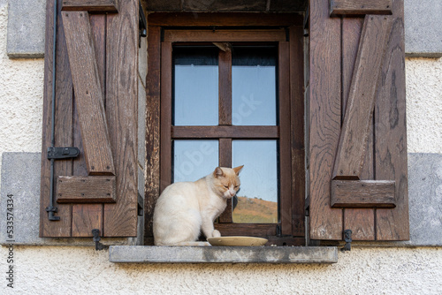 White and brown cat sitting on the wooden window.