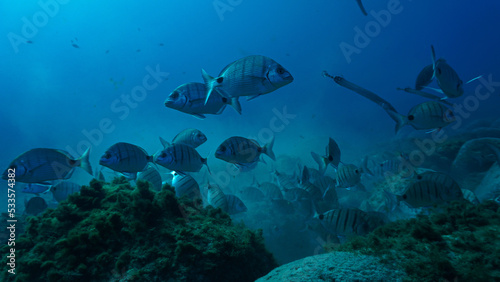 Beautiful underwater photo of school of fish - Zebra Sea Bream hunting for food. From a scuba dive.