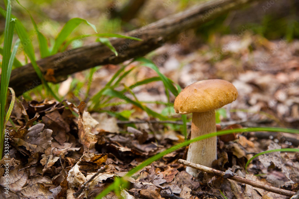 Boletus mushroom in the wild. Porcini mushroom grows on the forest floor at autumn season.. Boletus mushroom in the wild. Porcini mushroom grows on the forest floor at autumn season..