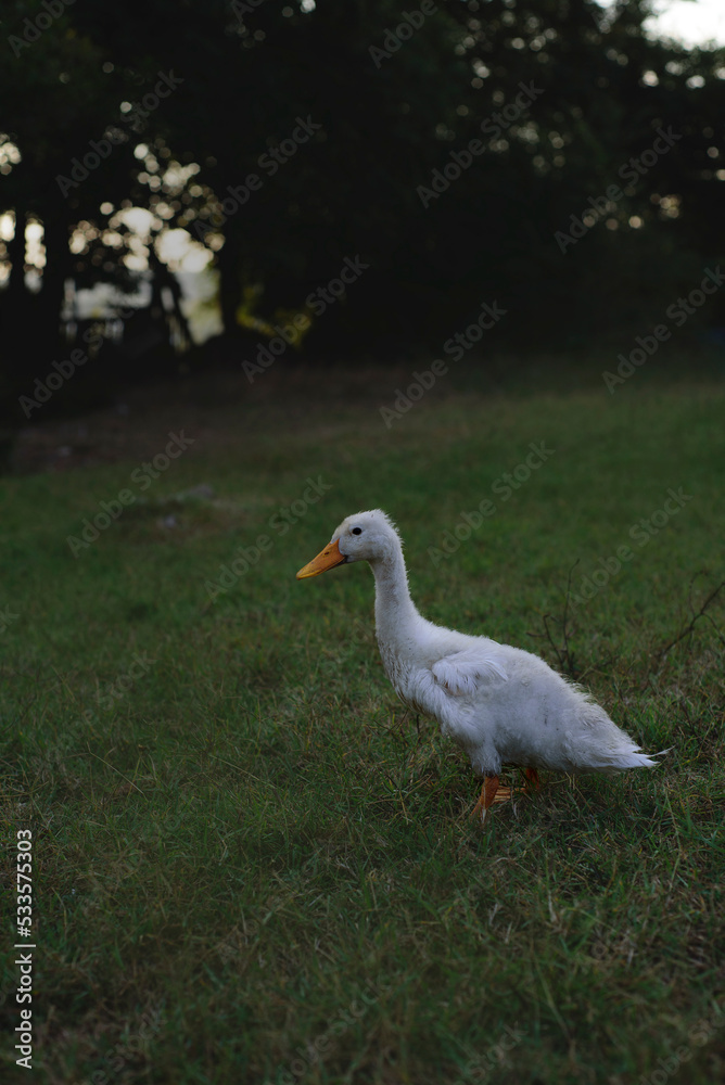 Obraz premium White duck on a green lawn