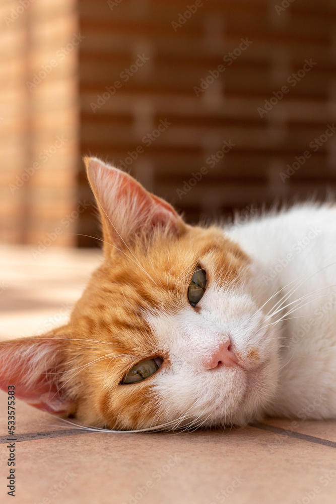 Vertical close up view of beautiful white and orange cat with green eyes looking to camera while relaxing and resting