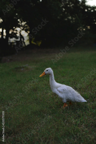 White duck on a green lawn