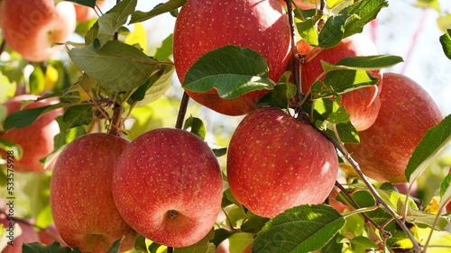 apple
