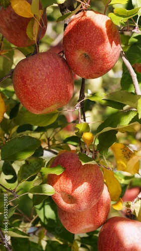 apple
