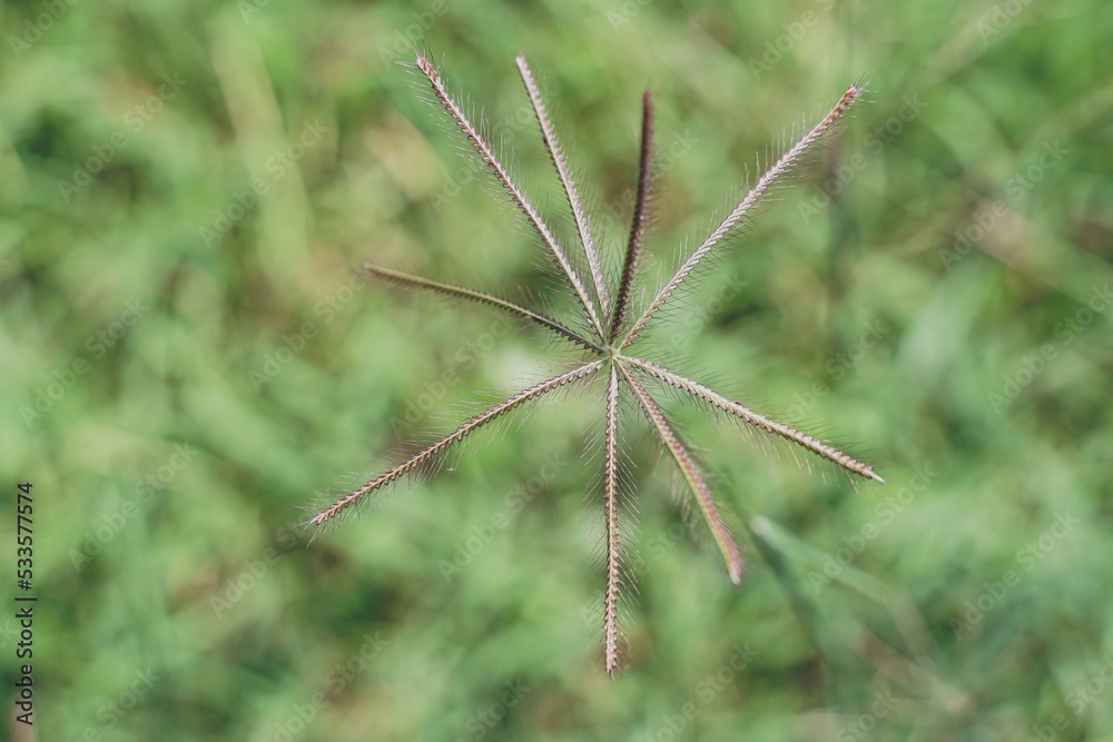 The beautiful grass flower was in the field after the heavy rain.