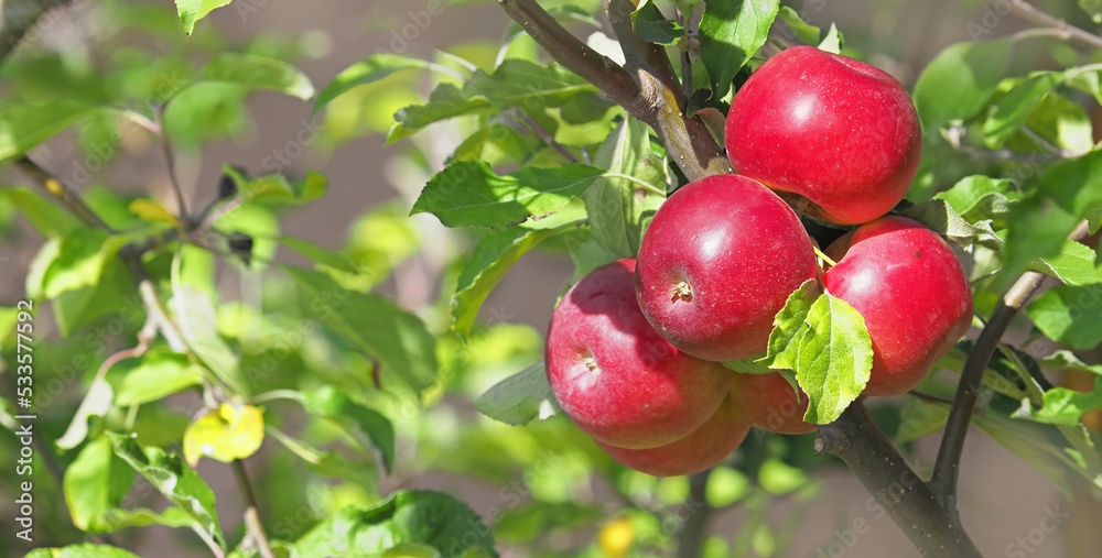 Apple tree with red ripe fruits in orchard