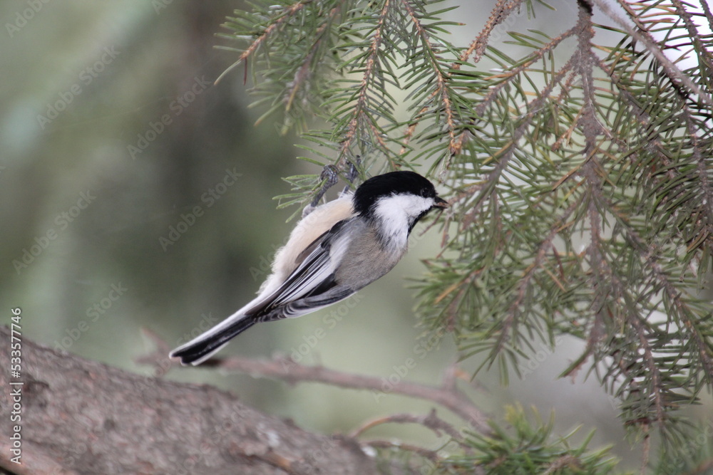 Obraz premium Chickadee In The Tree