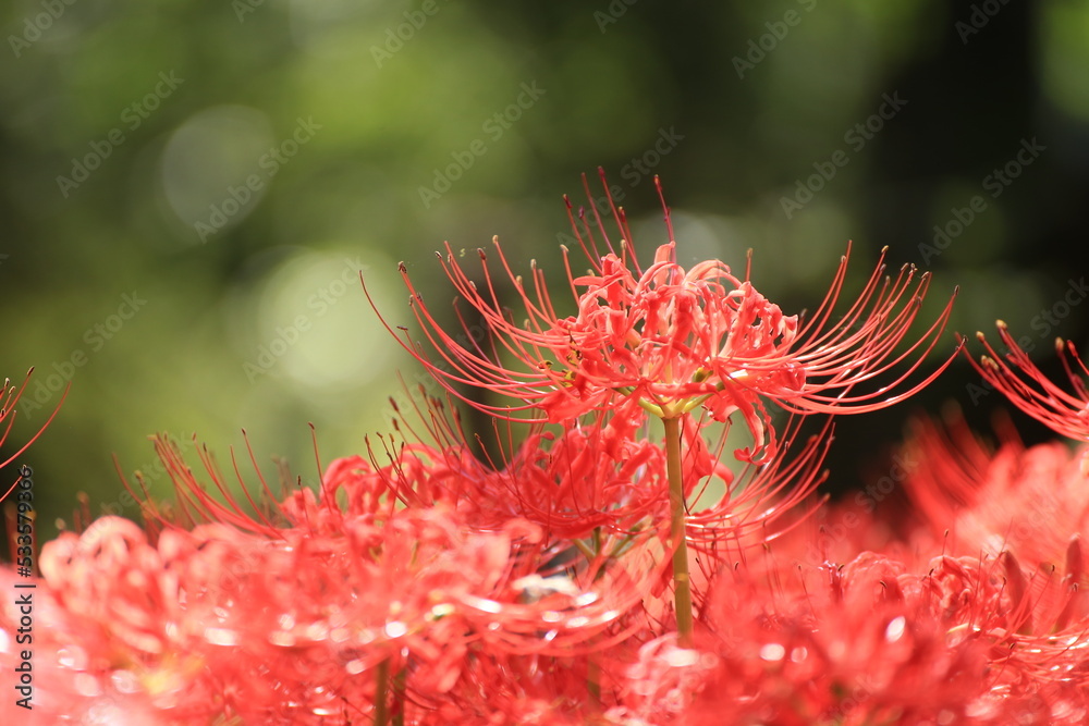 曼殊沙華　クローズアップ