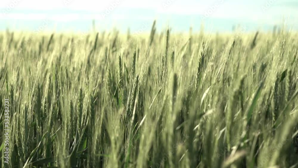 young spikelets of wheat. the wind shakes the spikelets. cereal crops, harvest. young spikelets of wheat. the wind shakes the spikelets. cereal crops, harvest.