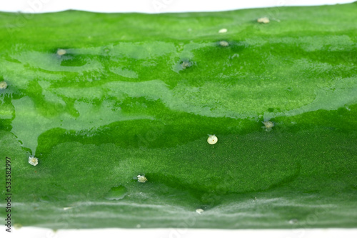 Cucumber is long and thin, looking at vegetables from the side