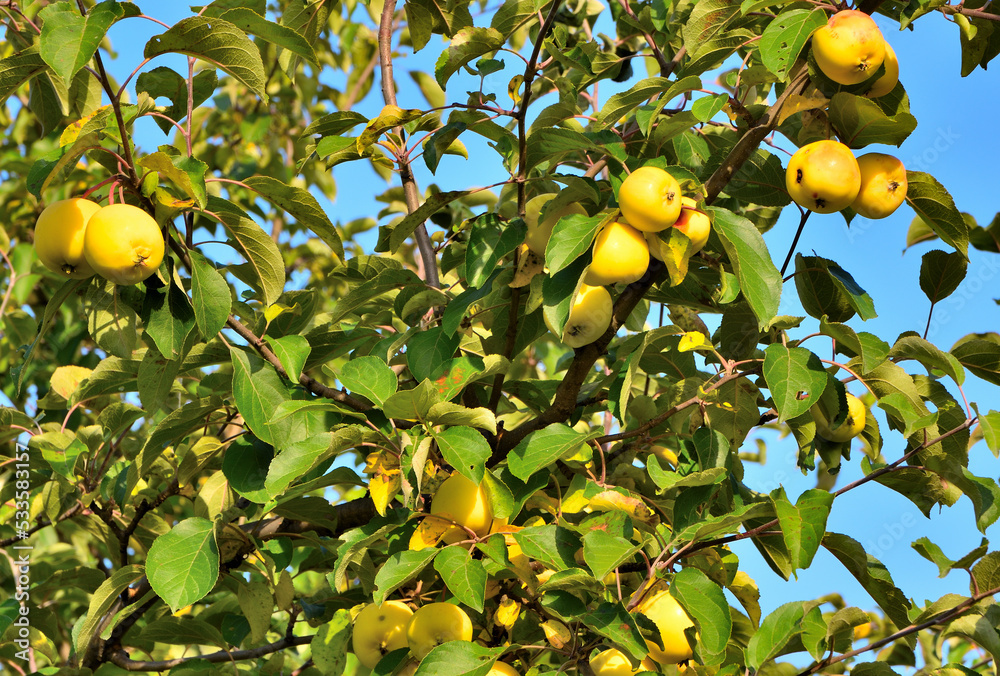 Apple tree branches with ripe fruits on an autumn day Apple tree branches with ripe fruits on an autumn day