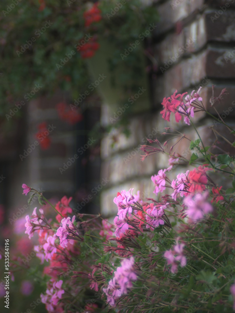 Obraz premium Blurred natural background composed of pink geranium flowers, focused on one flower in the center. Blurred brick wall background. Shot with vintage lens 135mm.