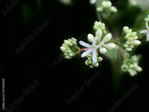 Natural background composed of a heptacodium miconioides flower on its branch with a dark and blurred background. photo