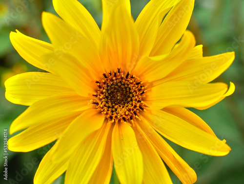 Close up of a helianthus yellow flower, full center. for natural background.