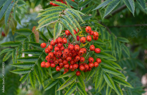 berries on a tree