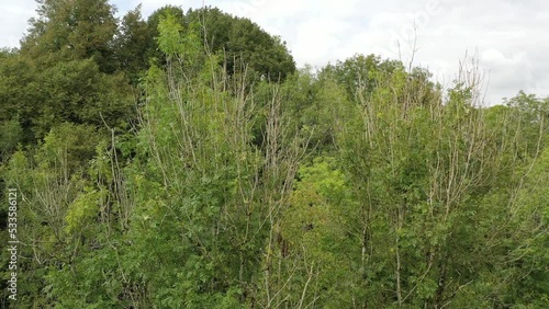 Drone shot moving forwards towards a  canopy of Ash trees with signs of the disease Ash Die Back in the UK photo