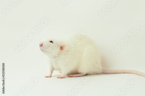 White rat dumbo with red eyes on white background. Pet, rodent. Laboratory experiment