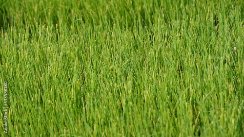 Image of green onion(White leek) field. Onions are grown in agriculture garden. Rows on the field. Agricultural landscape of the onion plantation. Green onion seedlings planting