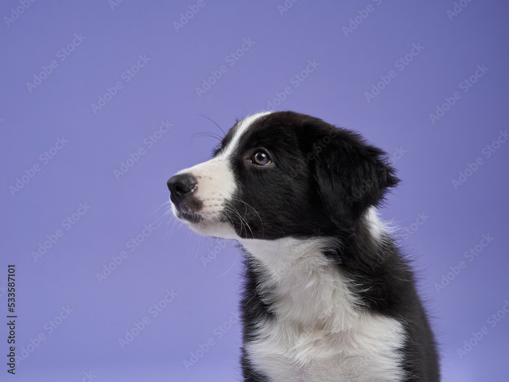funny puppy on purple background. Border collie dog with funny muzzle, emotion funny puppy on purple background. Border collie dog with funny muzzle, emotion