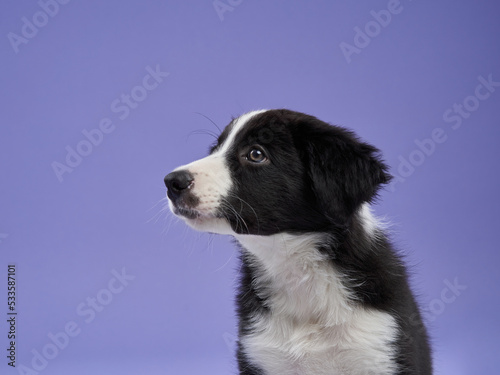 funny puppy on purple background. Border collie dog with funny muzzle, emotion © annaav