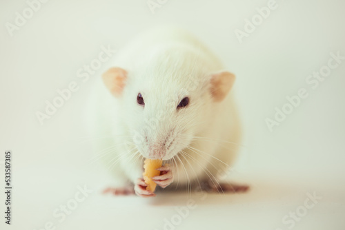 White rat dumbo with red eyes eating cheese. Laboratory rodent