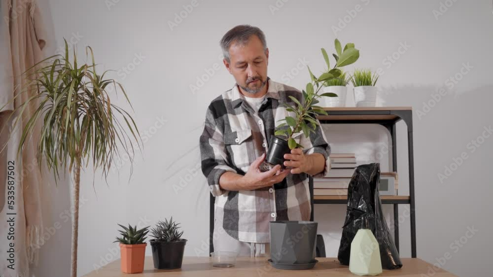 A man transplants a ficus. Transplanting houseplants.