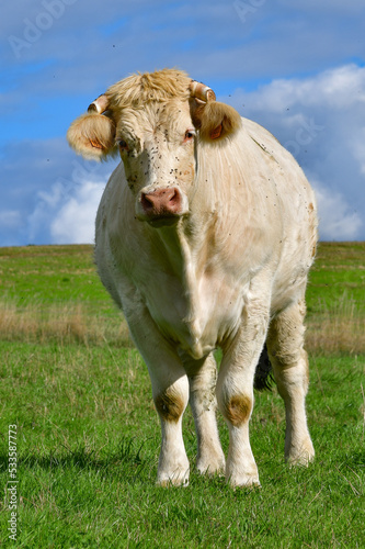 vache charolaise © bobphoto52