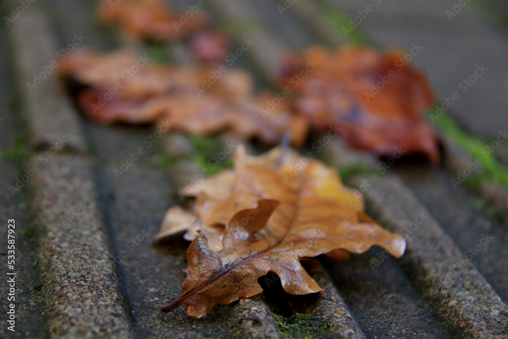 wet brown oak leaves on the ground wet brown oak leaves on the ground