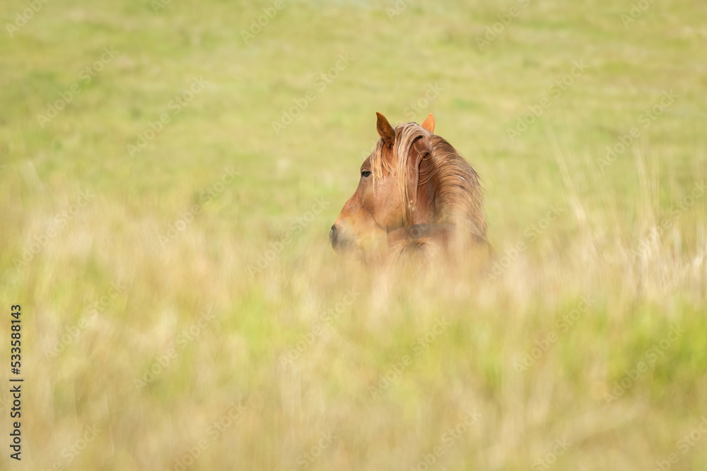 Kaimanawa wild horse looking back, standing among out-of-focus tall grasses. New Zealand. Kaimanawa wild horse looking back, standing among out-of-focus tall grasses. New Zealand.