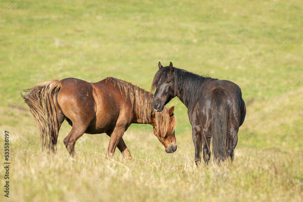 Kaimanawa wild horses standing on the green hills of mountain ranges. New Zealand. Kaimanawa wild horses standing on the green hills of mountain ranges. New Zealand.