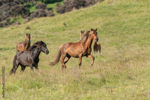 Wild Kaimanawa horses running on the green grassland. New Zealand.