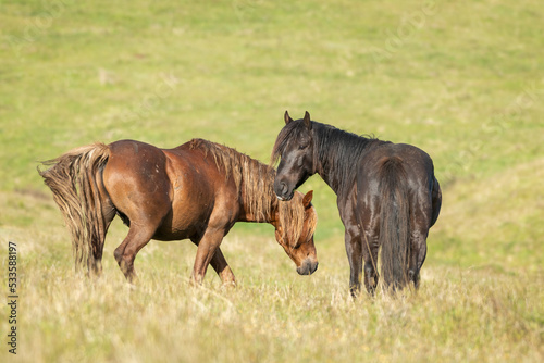 Kaimanawa wild horses standing on the green hills of mountain ranges. New Zealand.