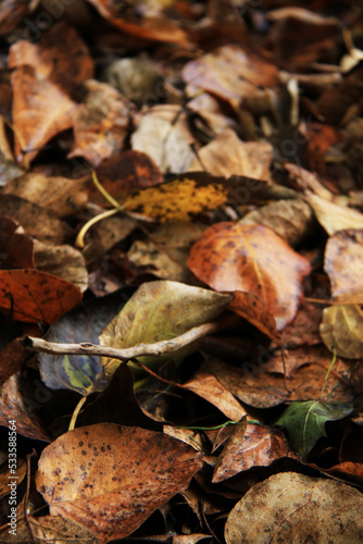 wet brown autumn leaves background