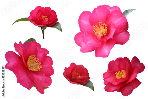 Wallpaper Mural サザンカの切り抜きセット Torontodigital.ca