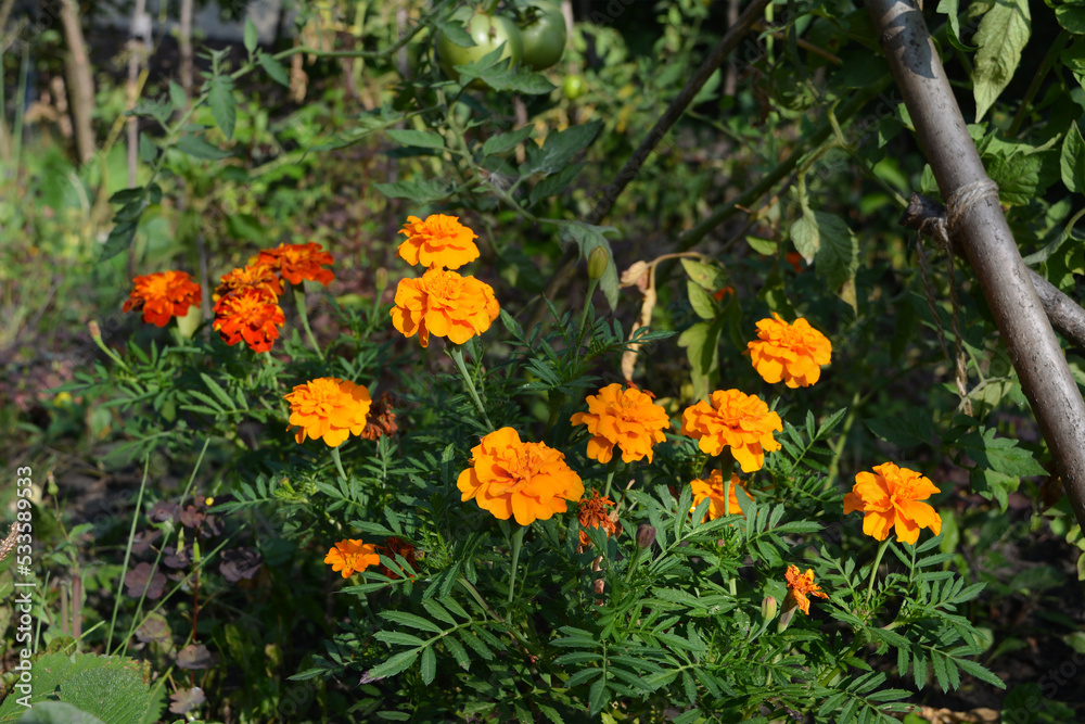 Orange and red marigolds grow next to a tomato bed in a rural garden. Protection against insect pests. Summer photography.