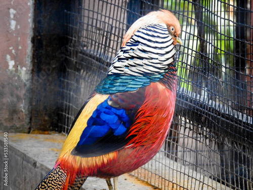 Lady Amherst's pheasant bird at Malsi, Dehradun City Zoo. Uttarakhand India. photo