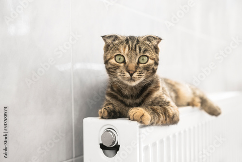 Portrait of a striped cat with green eyes lying on a heating radiator indoors.