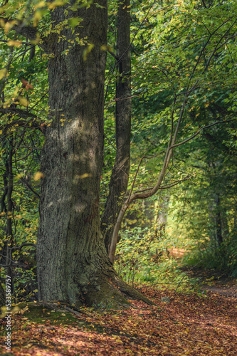 Bajkowy las. Leśna dróżka w lesie. Leśna dróżka w bajkowym lesie. Początek jesieni. Leśna dróżka pokrtya jesiennymi liścmi. © Arkadiusz Baczyk
