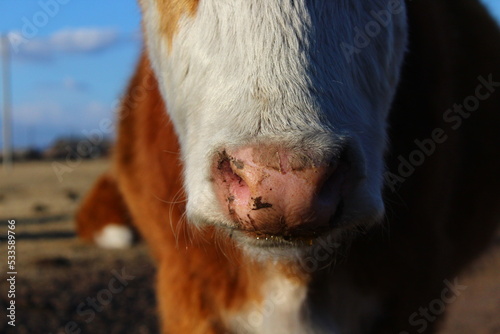 Cow's snout nose close-up © Tungalag