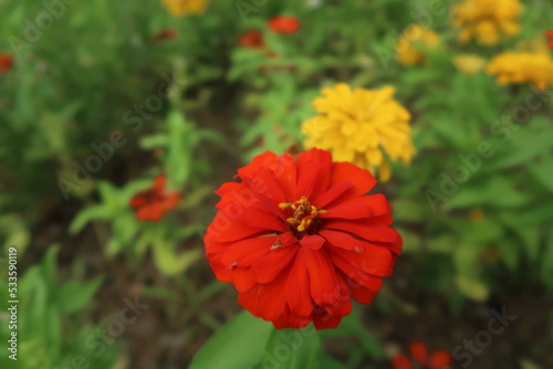 red yellow flowers