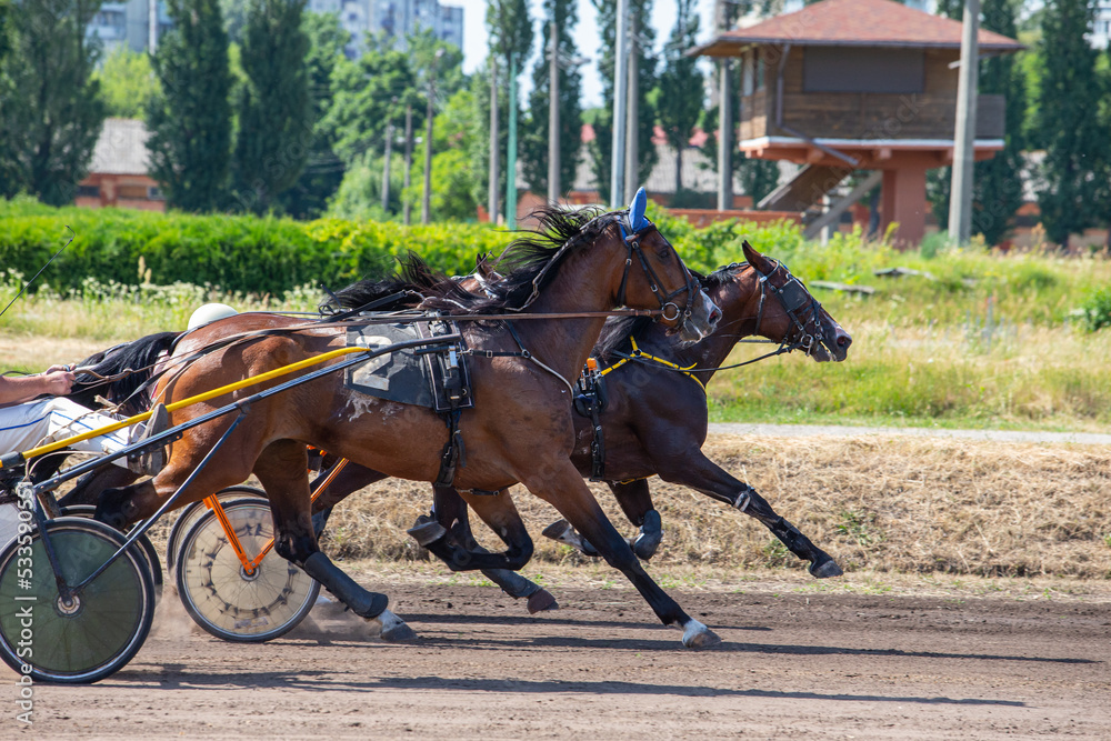 Horses trotter breed in motion at the hippodrome. Harness horse racing. A moment before the finish line. Striving to victory. Horses trotter breed in motion at the hippodrome. Harness horse racing. A moment before the finish line. Striving to victory.
