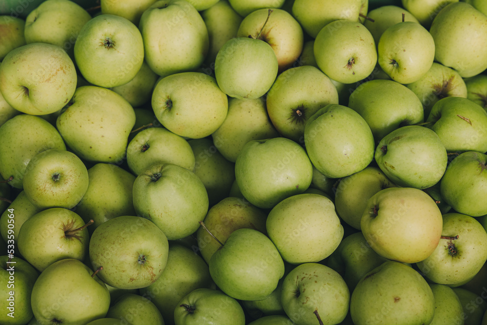 Box full of freshly collected apples from trees in a farm Box full of freshly collected apples from trees in a farm