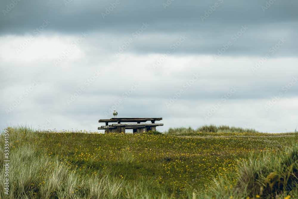 Fototapeta premium Wide angle view of a seagull resting on a pic nic table in a recreative area in the beach in the Isle of Lewis and Harris. Luskentyre Beach, Scotland.