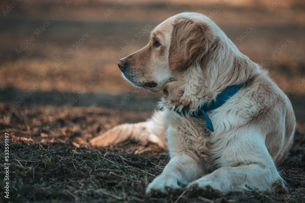 Golden retriever lies. The dog is resting. Close-up. Golden retriever lies. The dog is resting. Close-up.