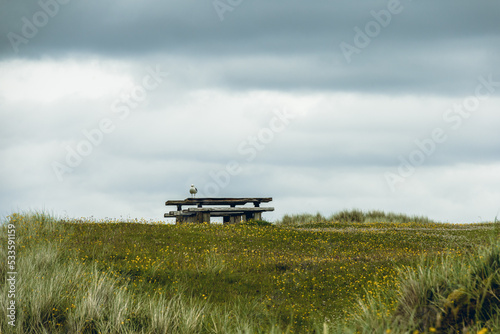 Wide angle view of a seagull resting on a pic nic table in a recreative area in the beach in the Isle of Lewis and Harris. Luskentyre Beach, Scotland.