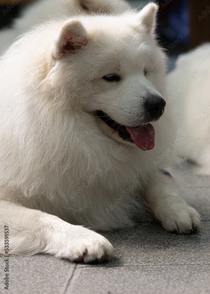 big white dog lying on the background